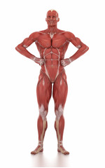 Anatomy muscle map white isolated -body-building pose