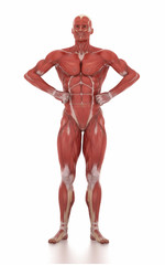 Fototapeta na wymiar Anatomy muscle map white isolated -body-building pose