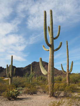 Saguaro Cactus in Organ Pipe Cactus National Park