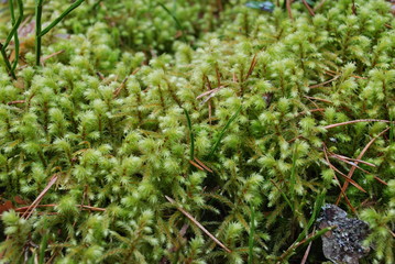 Big shaggy-moss (Hytidiadelphus triquetrus) or rough goose neck moss. It is often the dominating moss species in moderately rich forest habitats in the boreal regions and the Pacific Northwest.