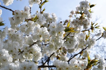 White Spring blossom against a blue sky.