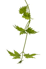 Fototapeta premium Young shoots of hops, isolated on white background