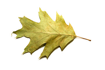 Dry autumn oak leaf on  over white