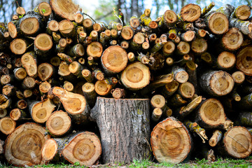 pine wood logs in forest