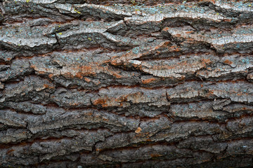 Texture - a bark of an old oak