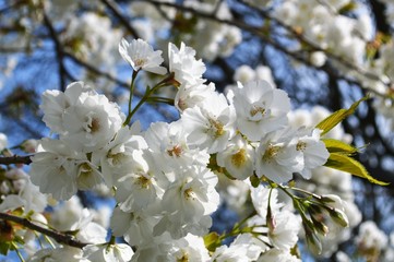 White Spring Blossom.