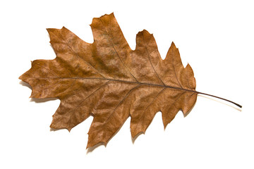 Dry autumn oak leaf on  over white