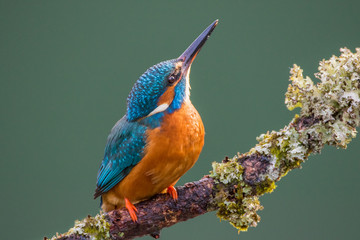 Female Common Kingfisher (Alcedo atthis) perched on a lichen covered branch hunting for stickleback fish