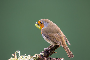 Robin (Erithacus rubecula) perched on a branch holding a caterpillar