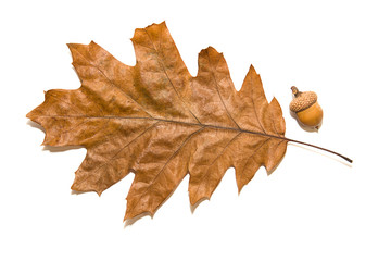 Dry autumn oak leaf on  over white