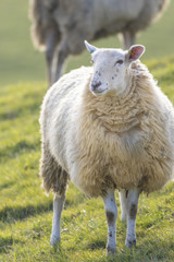 Single back lit sheep staring towards camera