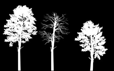 Fototapeta premium three pine silhouettes isolated on black background