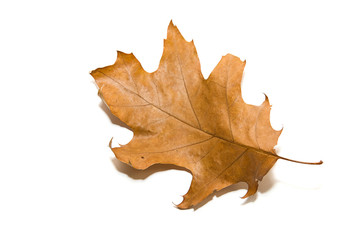 Dry autumn oak leaf on  over white
