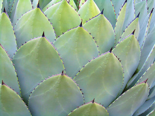 Succulent Plant as a background