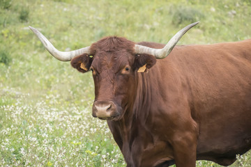 Bull in a flowery meadow