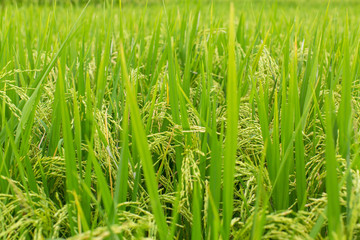 Close-up rice field green grass.