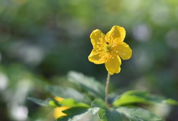 Beautiful blooming Blatouch.Jarní natural picture with beautiful blurred background. Photo old lens.
