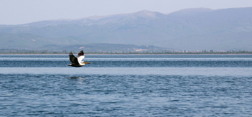 A Dalmatian Pelican  ,Pelecanus crispus, on the  lake Prespa, Macedonia