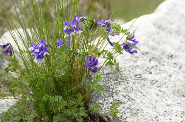Vetch close-up on a mountain meadow