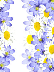 Delicate floral background. Blue snowdrops and chamomile. Isolated 