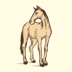 Horse