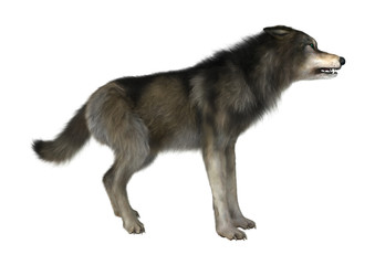 3D Illustration Wild Wolf on White