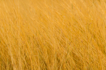 blur of dry grass in the meadow