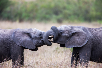 Two African elephants greeting each other with trunks and mouths touching.