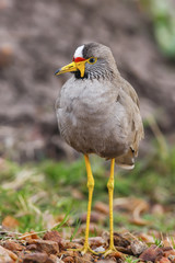 Wattled plover (Lapwing), Vanillus senegallus, walking along a verge