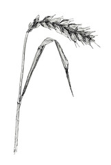 Hand drawn sketch ear of wheat isolated