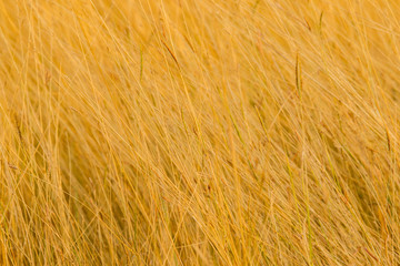 dry grass in the meadow