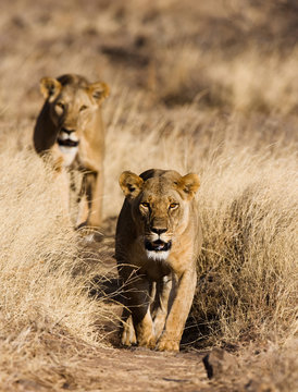 Two lionesses in the national park. Kenya. 