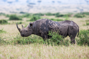 Obraz premium White rhinoceros grazing in the wild, Africa.