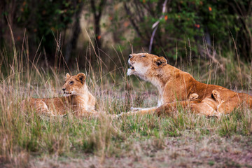 Lioness with young lion cubs (Panthera leo) in the grass,