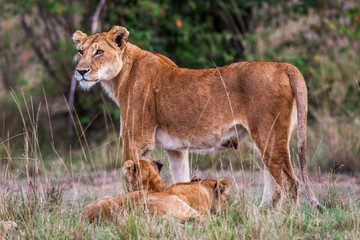 Fototapeta na wymiar Lioness with young lion cubs (Panthera leo) in the grass, Africa