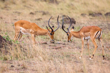 Naklejka na ściany i meble Two male impala fight in for the herd with best territory