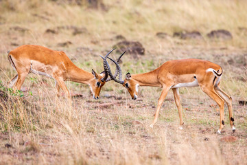 Two male impala fight in for the herd with best territory