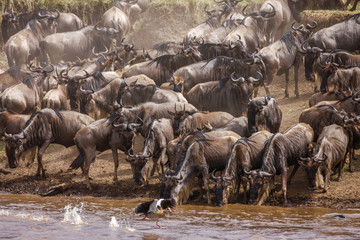 Naklejka na ściany i meble Herd of wildebeest stands on the banks river, Africa