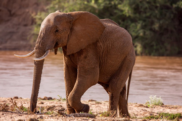 Huge male African elephant drinking water at a waterhole.