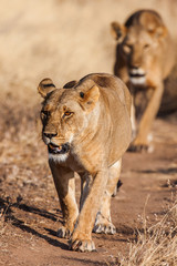 Two lionesses approach, walking straight towards the camera, 