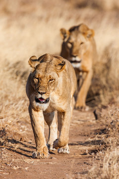 Two lionesses approach, walking straight towards the camera