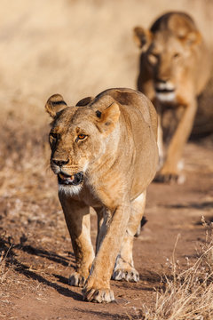 Two lionesses approach, walking straight towards the camera, 