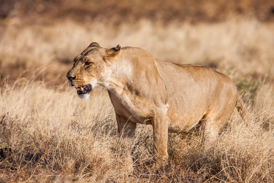 Lioness approach, walking straight towards the camera