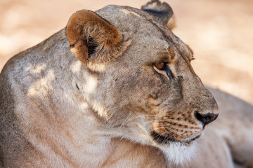 Portrait of a majestic lioness in nature, Africa