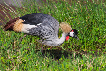 Grey crowned crane (Balearica regulorum)  in the savannah of Kenya, Africa