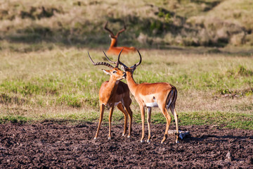Impala antelope walking on the grass landscape, Africa