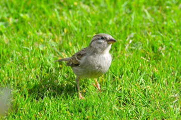 Pinson, oiseau, femelle