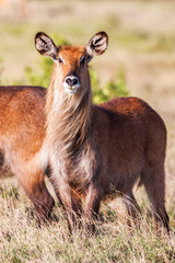 Waterbuck  African Wildlife Background Nature Portrait of Life. Close up