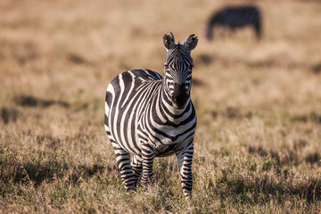 African plains zebra on the dry brown savannah grasslands browsing and grazing. 