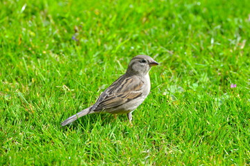 Pinson, oiseau, femelle